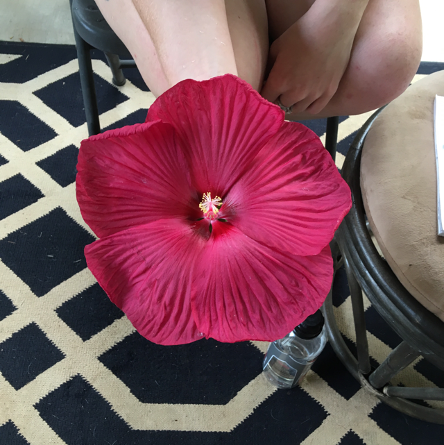 Rose mallow