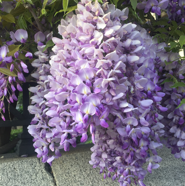 How to care for Chinese wisteria - Complete Plant Care Guide | PlantSnap -  Plantsnap - Identify Plants, Trees, Mushrooms With An App