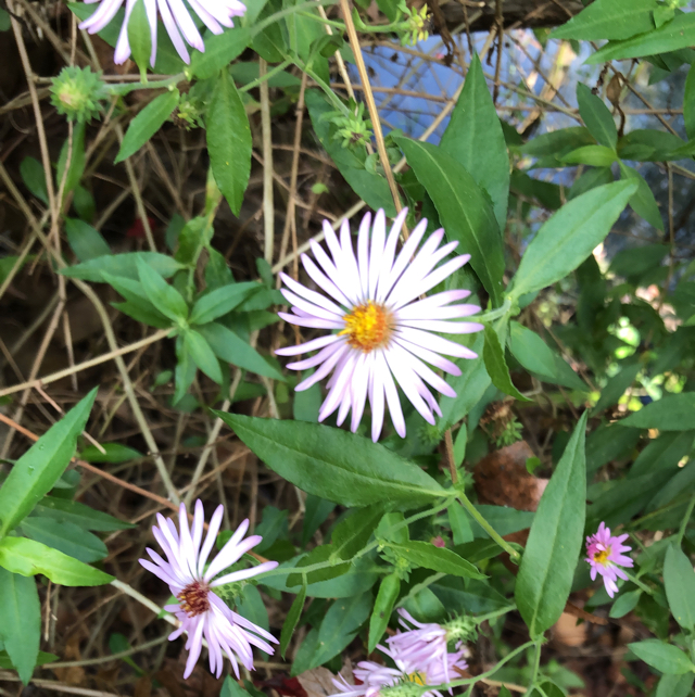New york aster