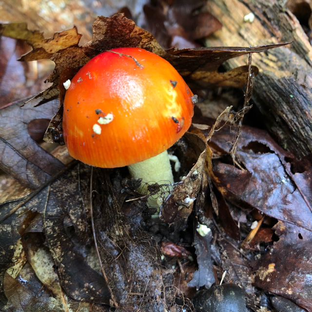 Caesar's mushroom