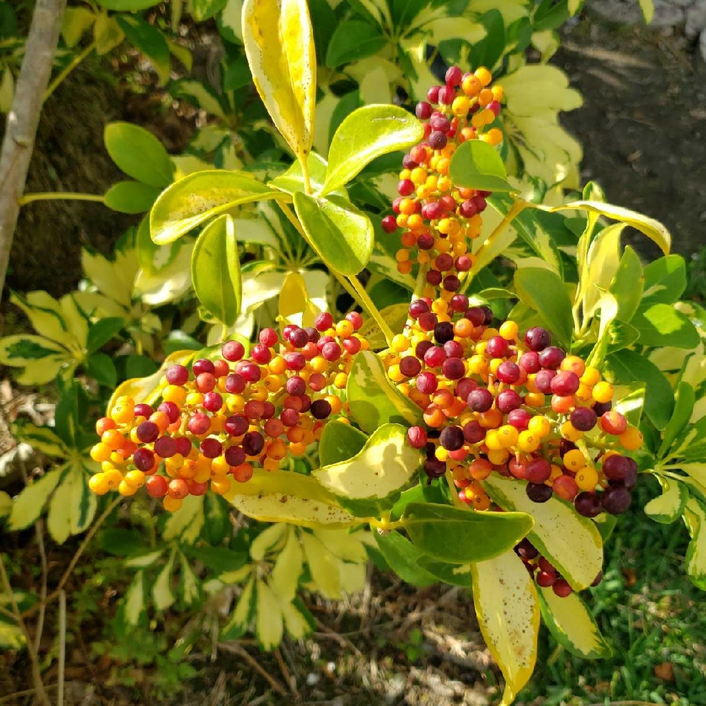 Dwarf umbrella tree