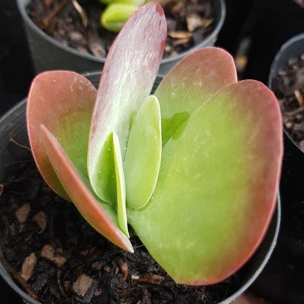 Paddle plant