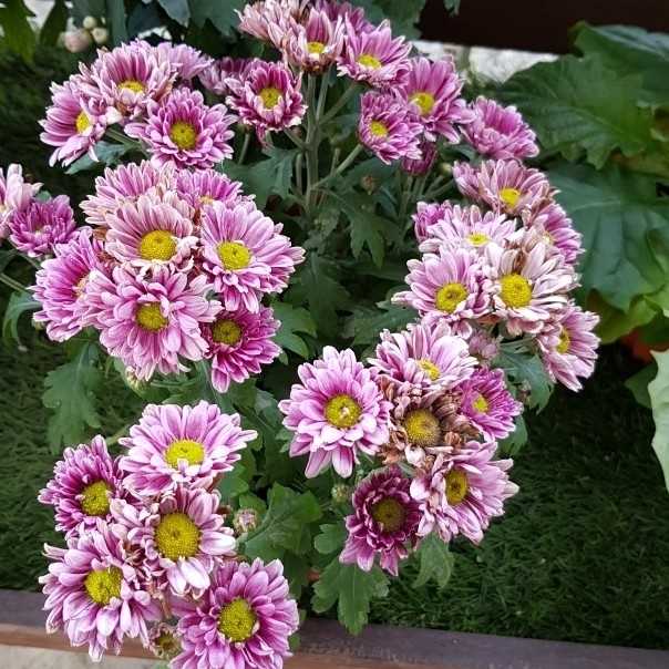 sunflower seeds from the flower Snack Seed' Edible Sunflowers – Renee's Garden