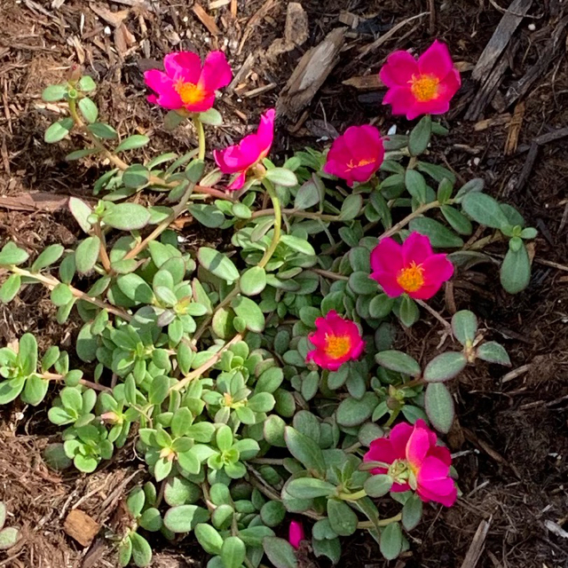 Moss rose