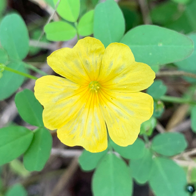Bermuda buttercup