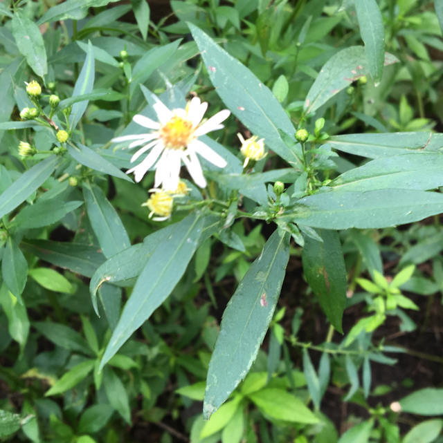 Heath aster