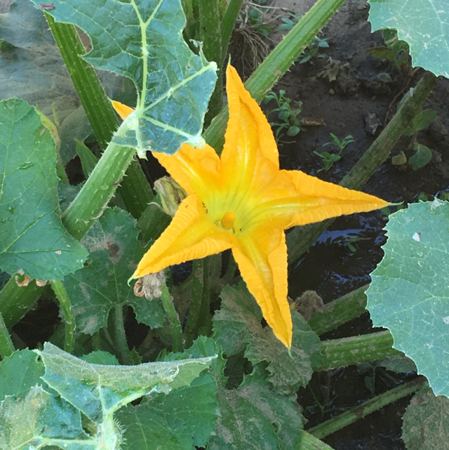 Zucchini - Plantsnap - Identify Plants, Trees, Mushrooms With An App