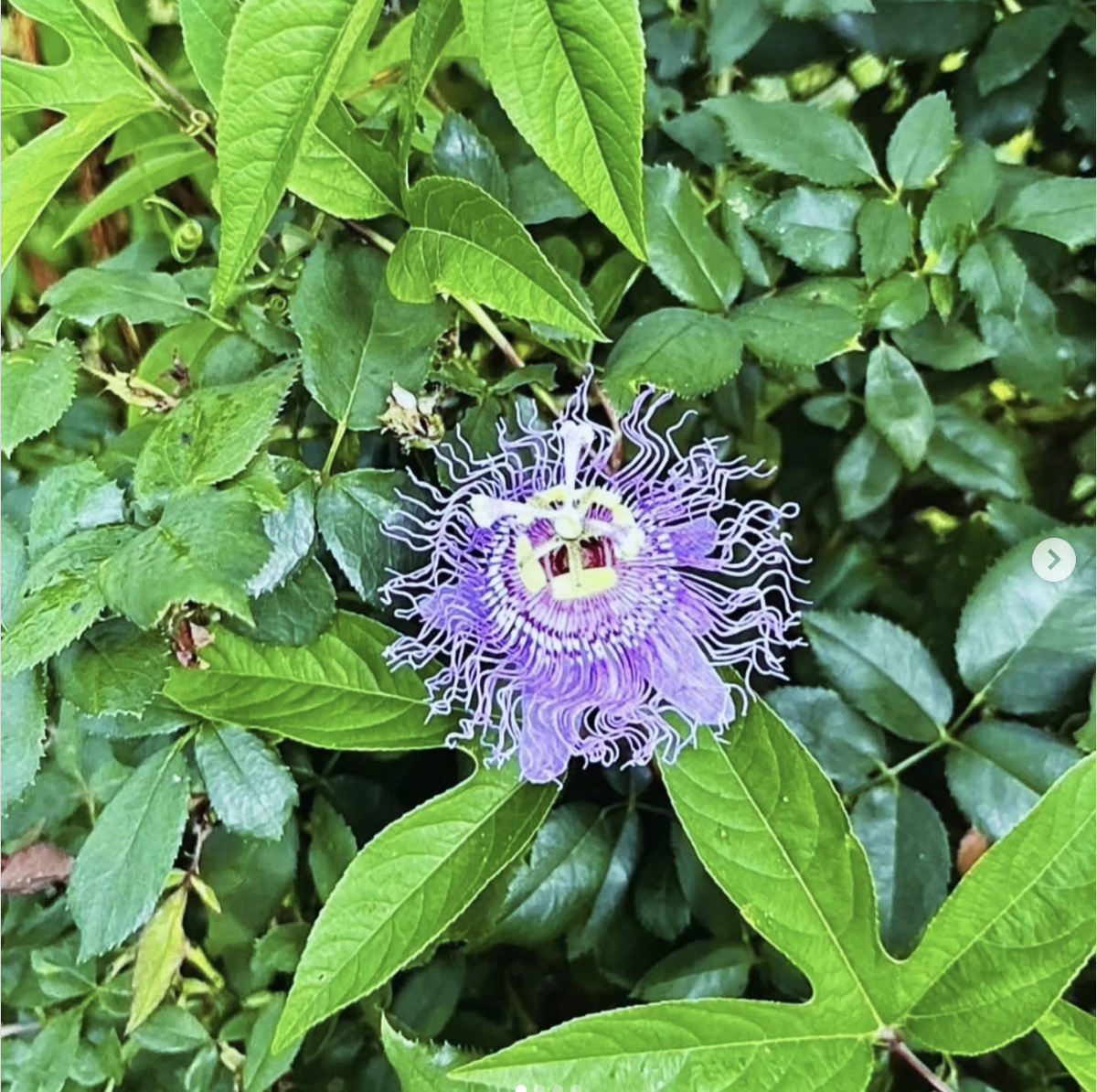 PlantSnap Summer Photo Contest 2026 - Enter Your Best Plant Photos